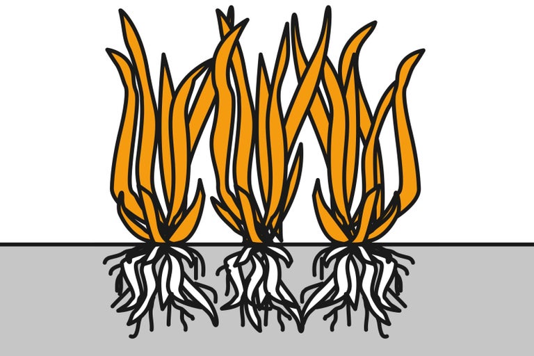 Ilustrácia rastlín s koreňmi