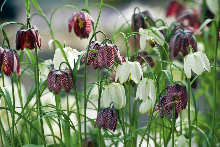 Fritillaria meleagris kockovaná ľalia v záhrade