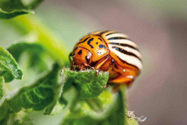 Detailný záber pásavky zemiakovej na liste