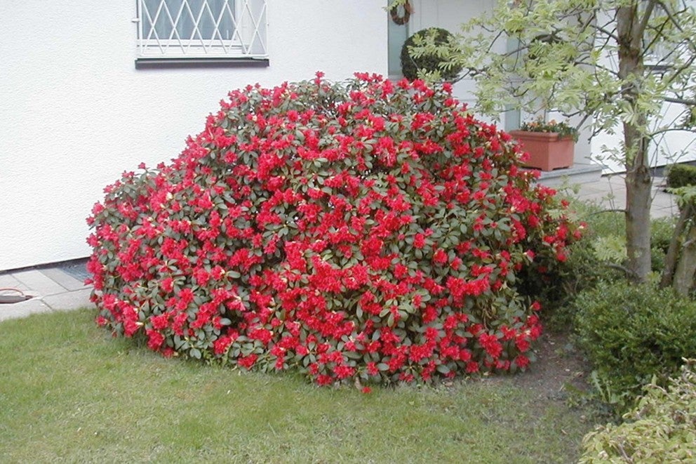 Kvitnúci rododendron v záhrade pred domom