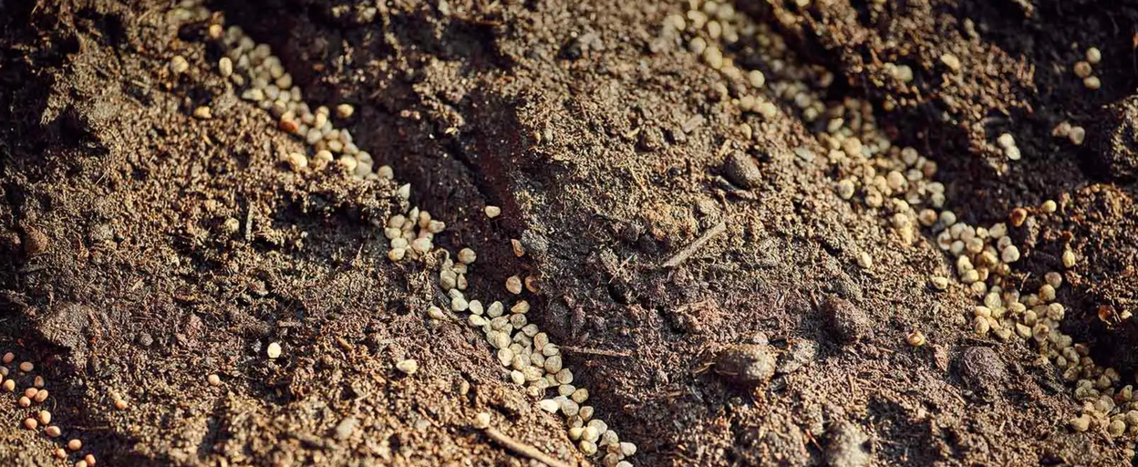 Detailný záber semien rastlín na zemi.