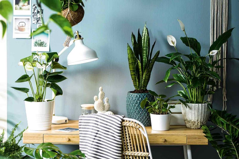 Svetlé kancelárske vybavenie so stolom, lampou a rôznymi izbovými rastlinami v kvetináčoch.