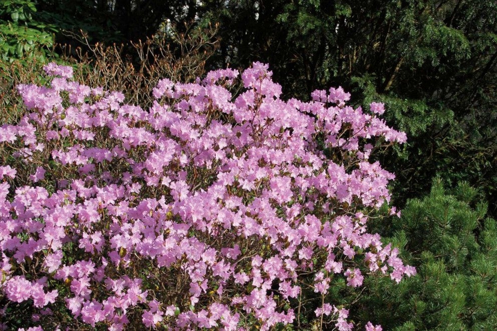 Krík rododendronu s kvetmi