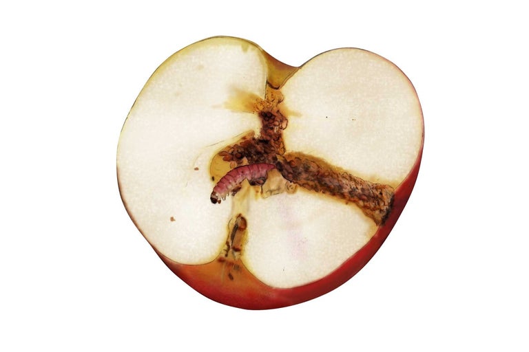 Rozpolené jablko s červom