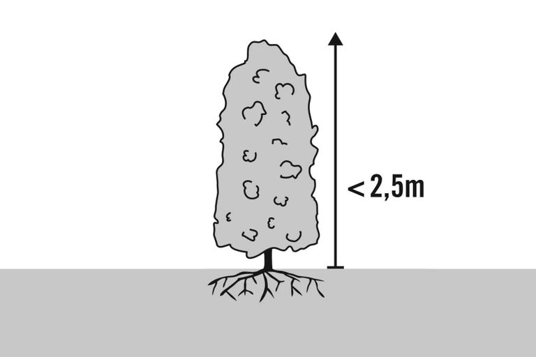 Ilustrácia stromu s výškou do 2,5 metra