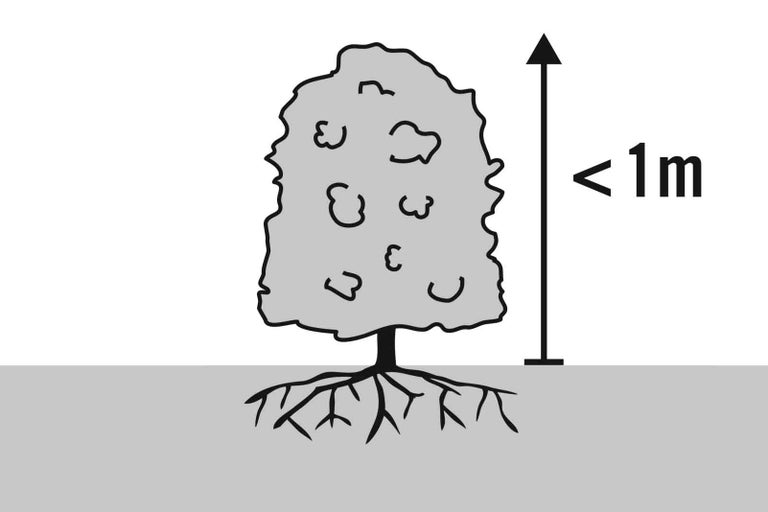 Obrázok symbolu rastliny s výškou menšou ako jeden meter