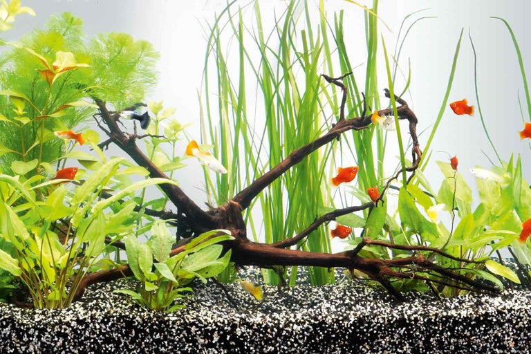 Dekoratívne akvárium s rastlinami, koreňovým drevom a rybami