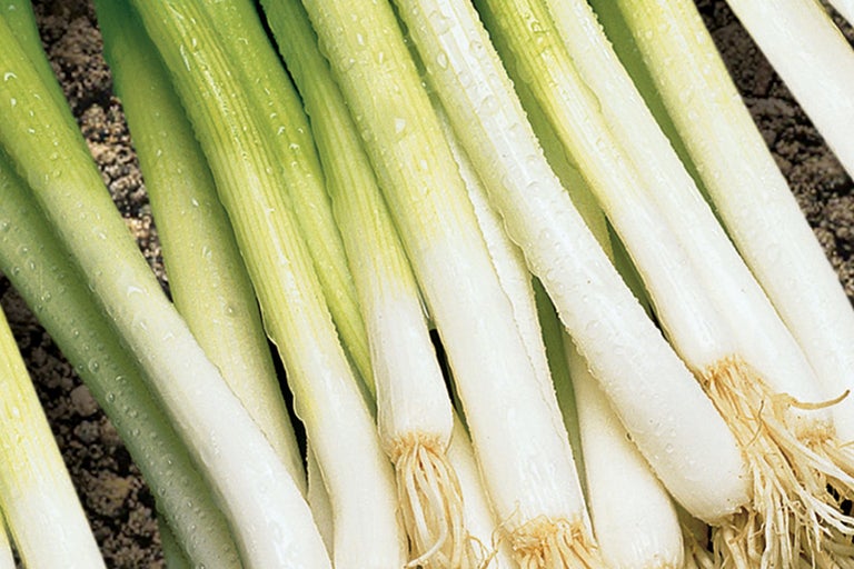 Zväzok jarnej cibuľky na zemi