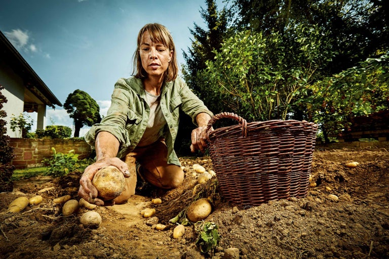 Žena zbiera zemiaky v záhrade vedľa košíka