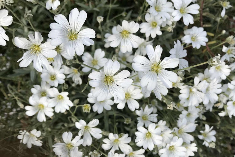 Detail kvitnúceho rožca plstnatého v záhrade