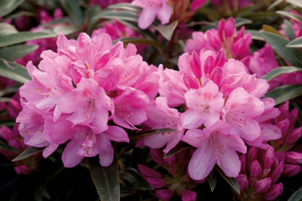 Detailný záber na ružovo kvitnúci rododendron.