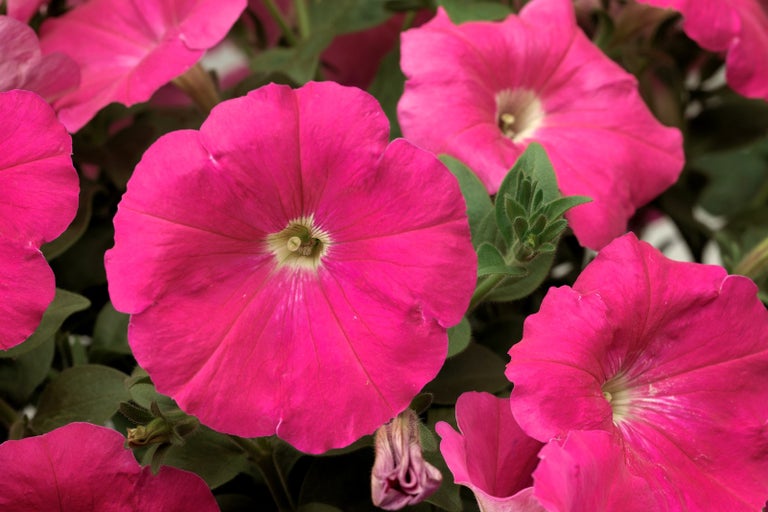 Detailný záber ružových kvetov petúnie so zelenými listami