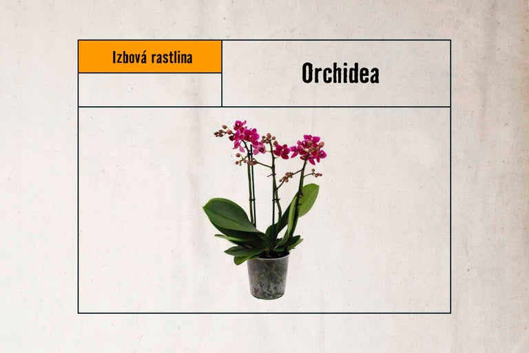 Orchidea v kvetináči ako izbová rastlina