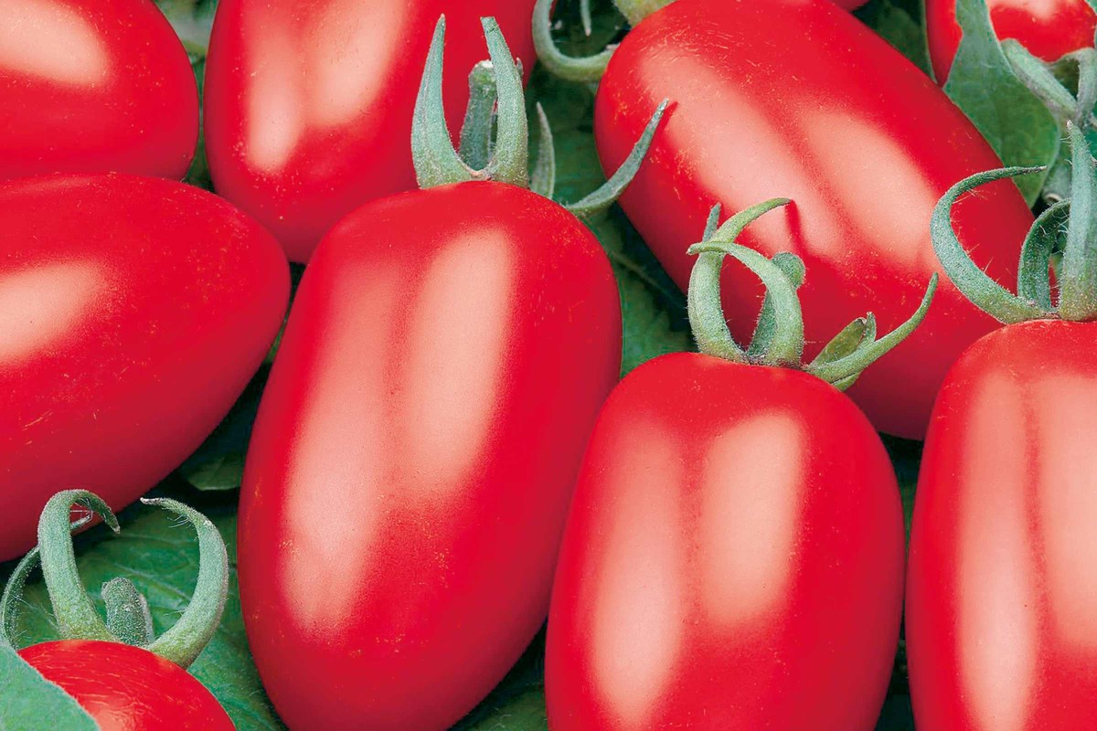 Obrázok paradajok San Marzano