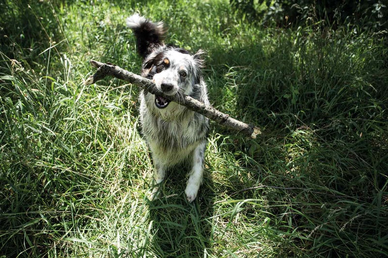8 tipov, ako vybrať obojok proti kliešťom