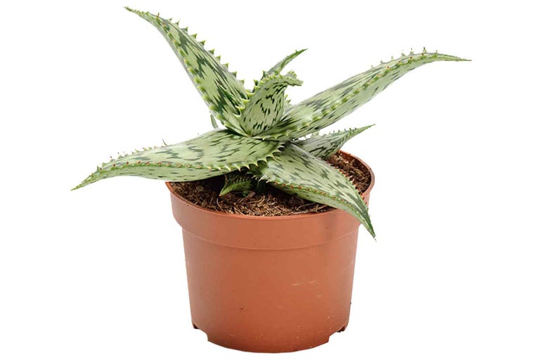 Rastlina Aloe Vera v kvetináči