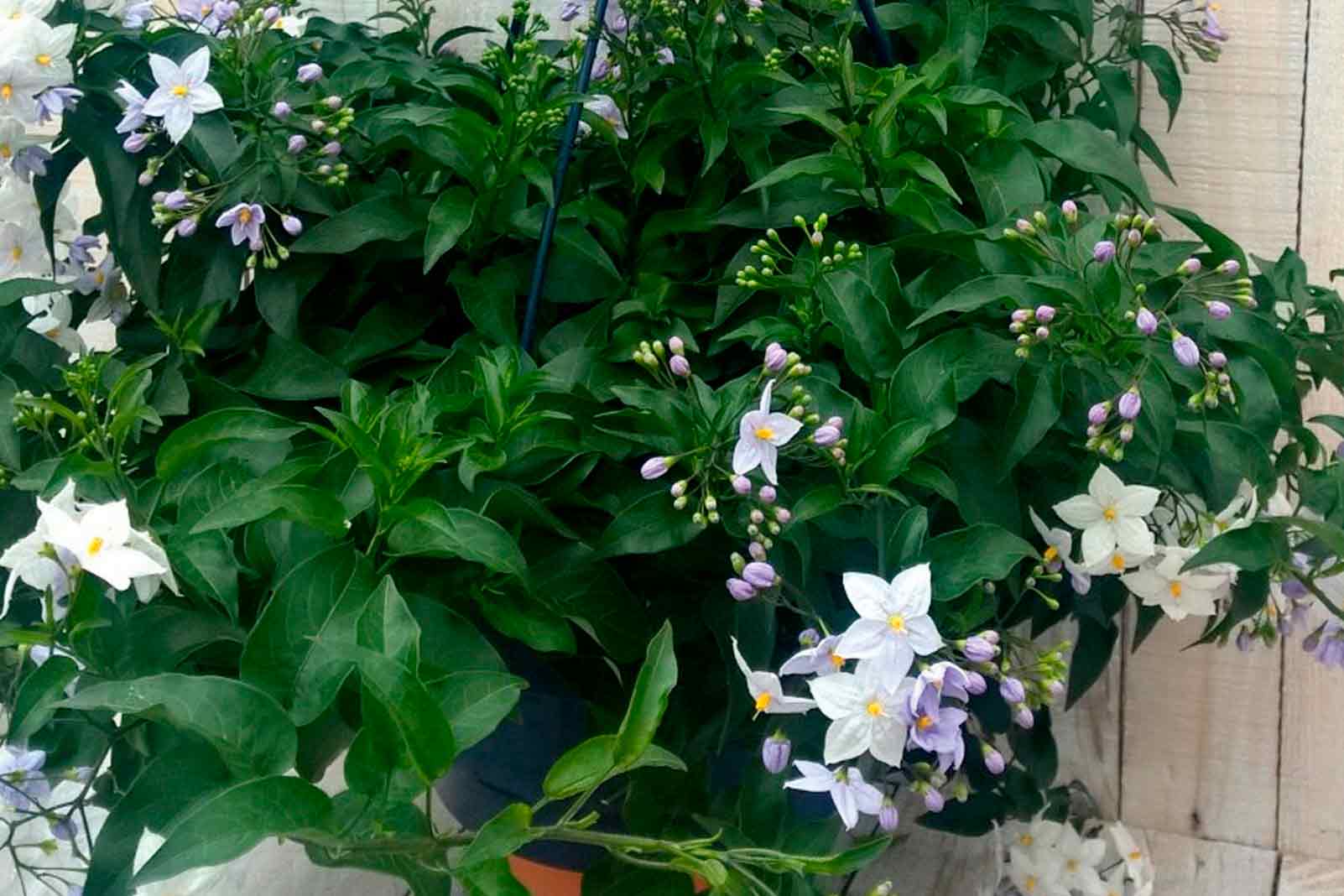 Kvitnúca hrnková rastlina Solanum s bielymi a fialovými kvetmi