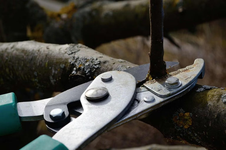 Ako a kedy strihať jablone