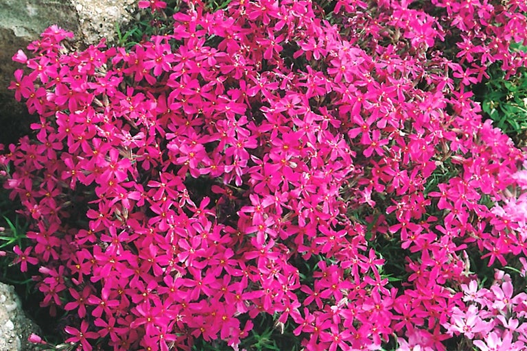 Detailný záber plamienku driekového v záhrade