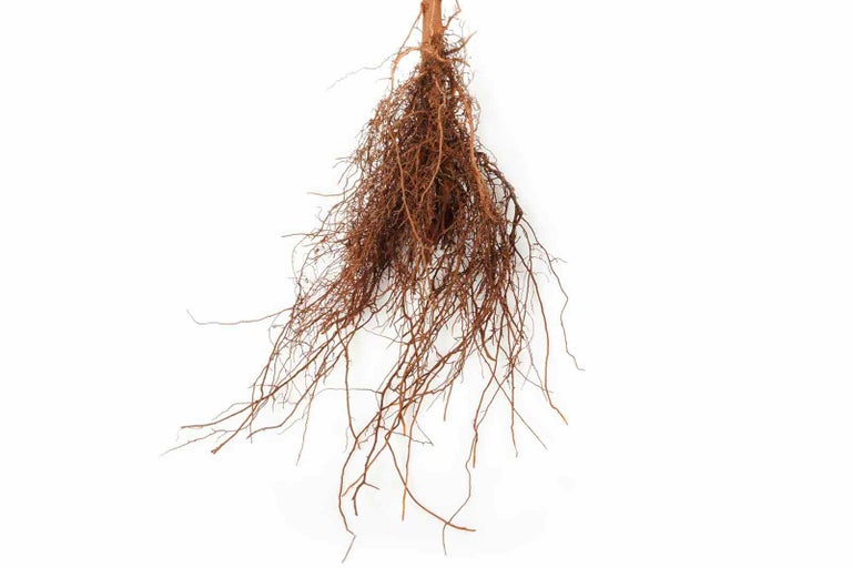 Samostatné korene rastliny