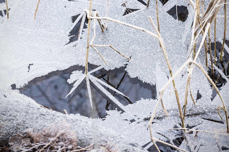 Detailný záber zamrznutých rastlín na brehu vodnej plochy v zime