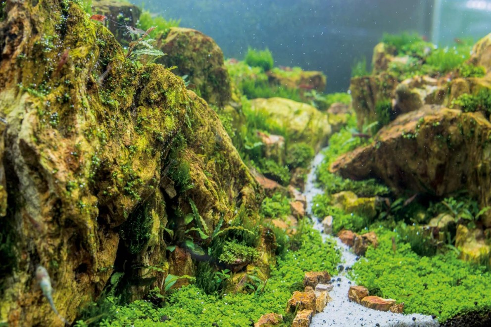 Aquascaping alebo ako vybrať rastliny a dekorácie do akvária