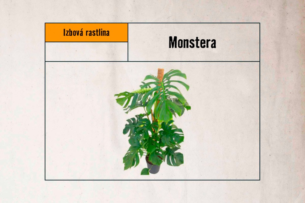 
				Monstera

			