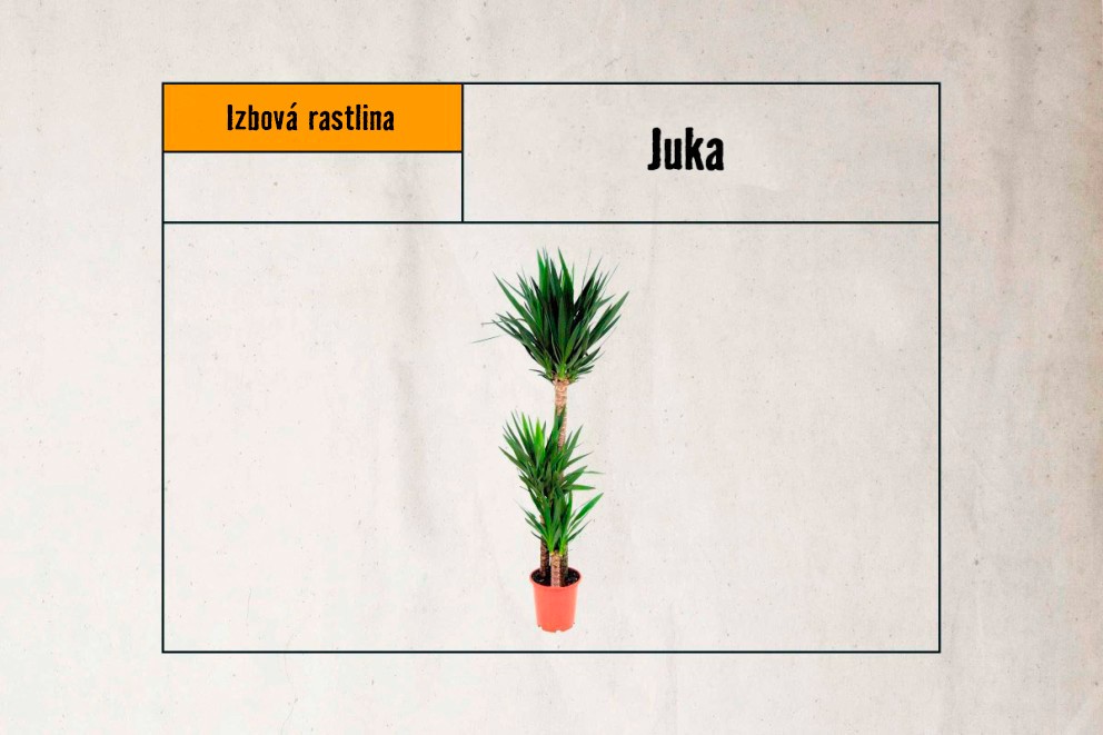 
				Juka

			