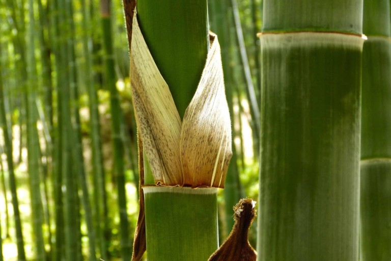 Ako pestovať bambus
