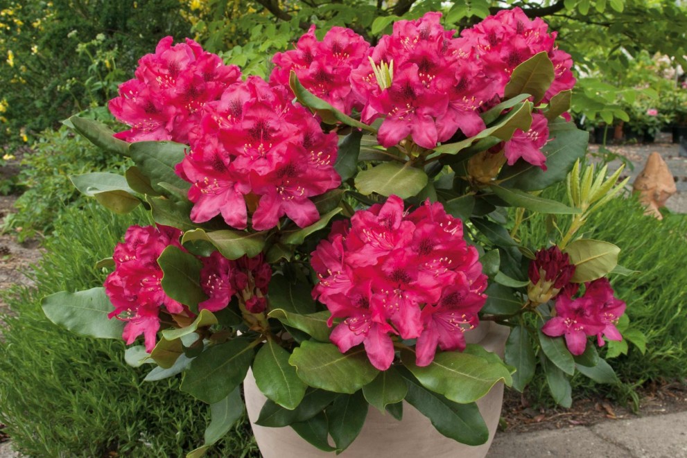 Ako pestovať rododendrony Ako pestovať rododendrony
