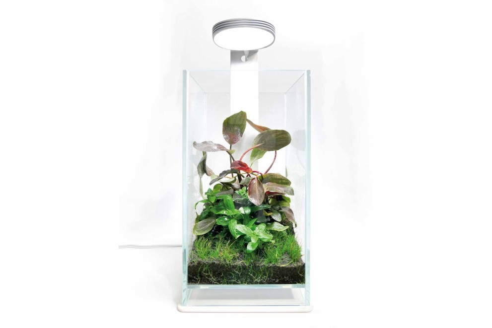 Ako si vyrobiť florárium Ako si vyrobiť florárium