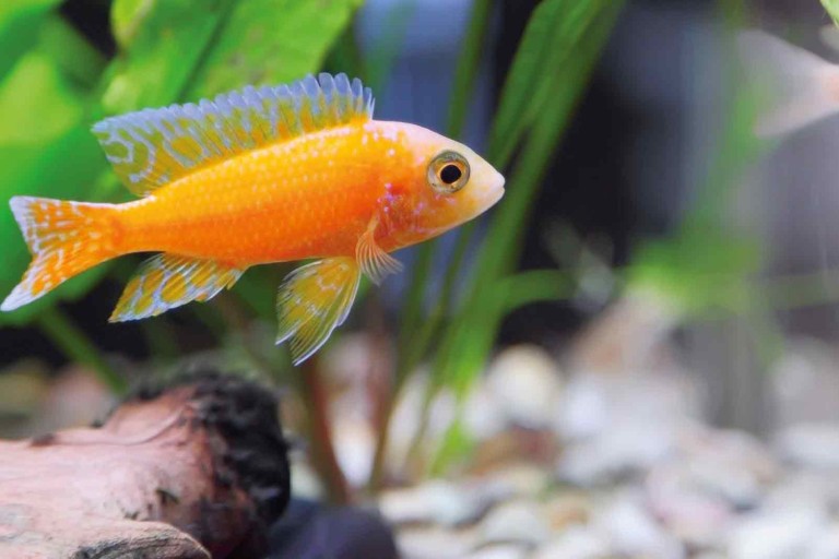 Akvaristika