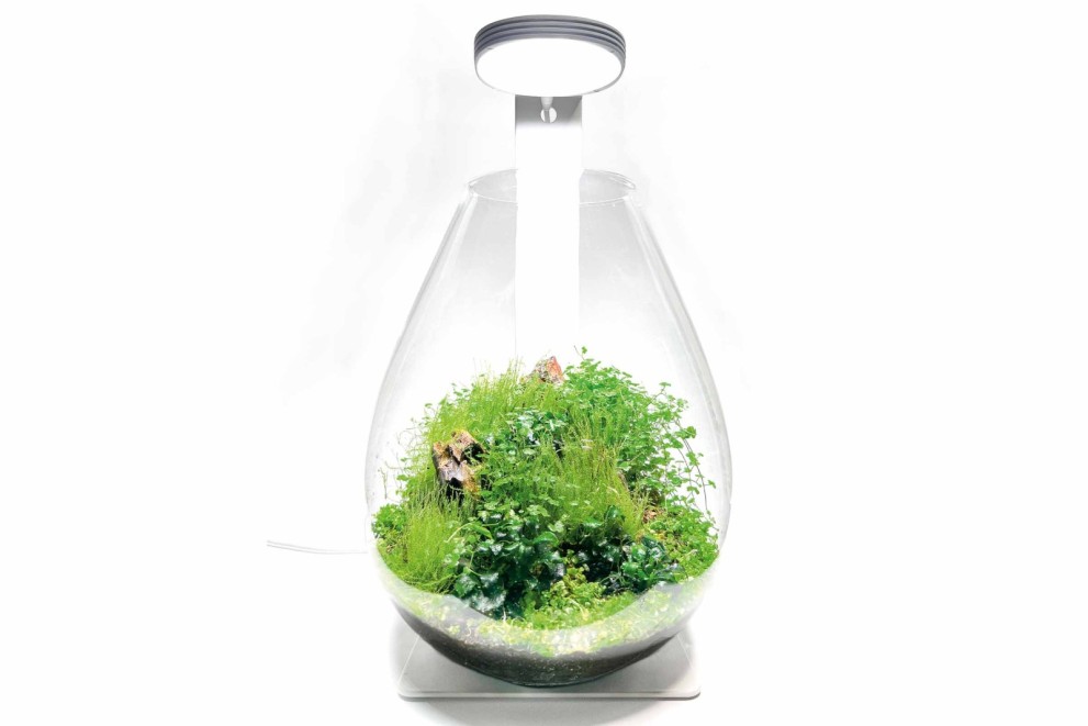 Ako si vyrobiť florárium Ako si vyrobiť florárium