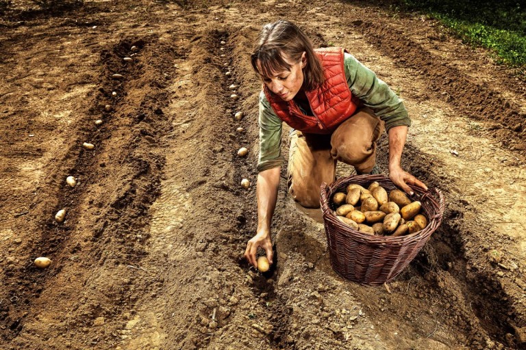 7 tipov, ako sadiť zemiaky, aby bola bohatá úroda
