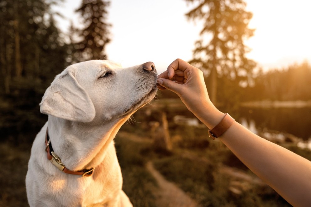 Labradorský retriever dostáva maškrtu ako odmenu.