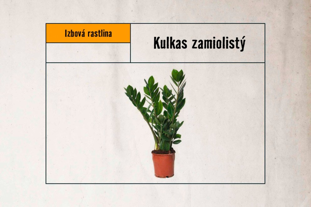 
				Kulkas zamiolistý

			