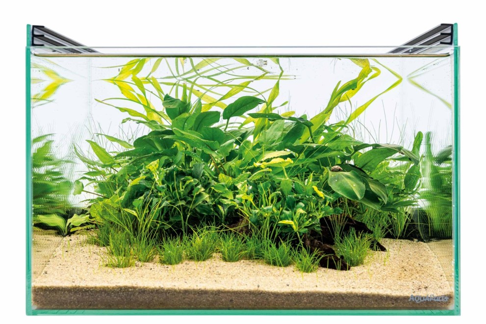 Aquascaping alebo ako vybrať rastliny a dekorácie do akvária Aquascaping alebo ako vybrať rastliny a dekorácie do akvária