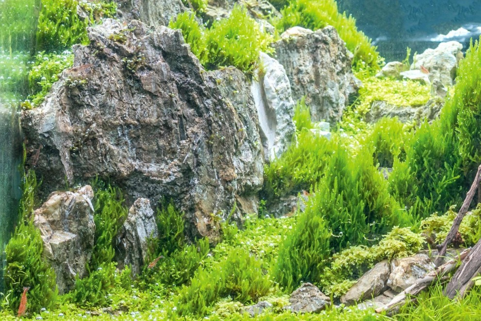 Aquascaping alebo ako vybrať rastliny a dekorácie do akvária Aquascaping alebo ako vybrať rastliny a dekorácie do akvária