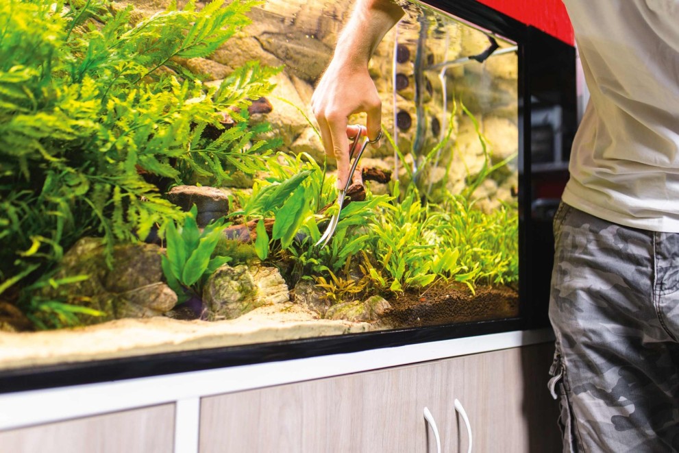 Aquascaping alebo ako vybrať rastliny a dekorácie do akvária Aquascaping alebo ako vybrať rastliny a dekorácie do akvária
