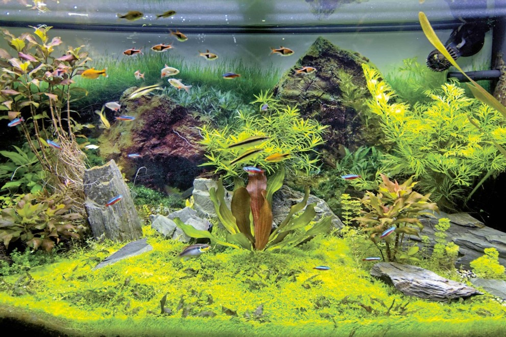 Aquascaping alebo ako vybrať rastliny a dekorácie do akvária Aquascaping alebo ako vybrať rastliny a dekorácie do akvária