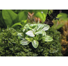 Detailný záber akvarijnej rastliny so zelenými listami