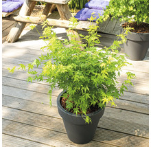 Javor dlanitolistý FloraSelf Acer Palmatum 'Going Green' kvetináč Ø 19 cm