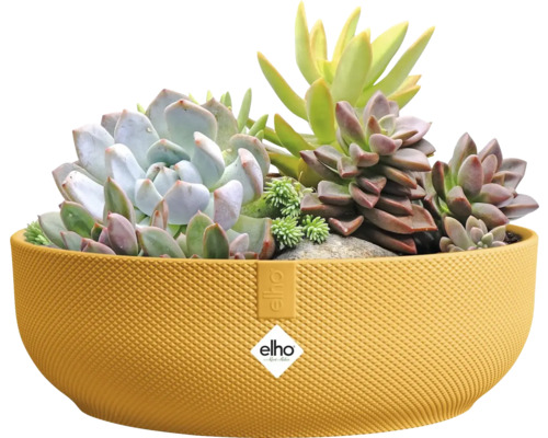 Žltá rastlinná misa osadená sukulentmi