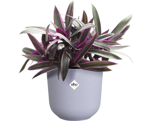 Tradescantia v kvetináči