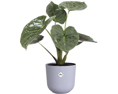 Izbová rastlina Alocasia v kvetináči