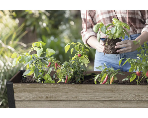 Vyvýšený záhon s rastlinami chilli a sadenicou bazalky