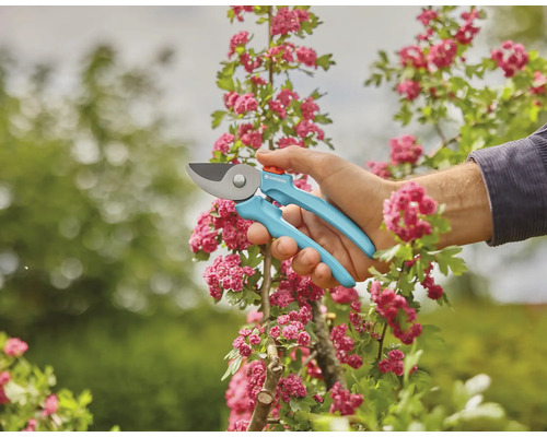 Záhradné nožnice pri práci na kvitnúcom kríku