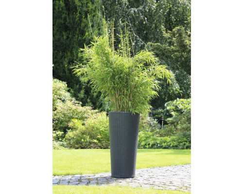 Bambus v kvetináči do záhrady