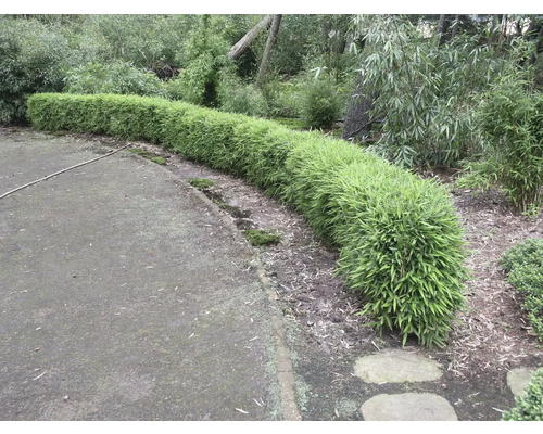 Rad bambusových rastlín v záhrade.