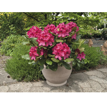 Rododendron v kvetináči s bujnými kvetmi a zelenými listami.